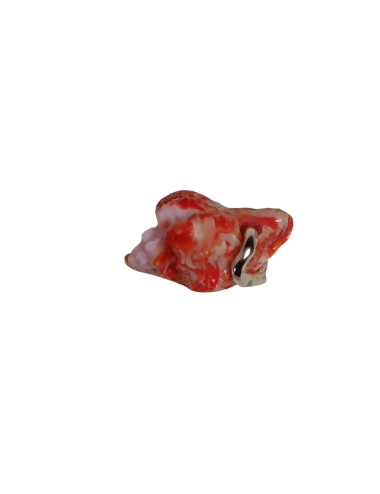 Charme - Coralline